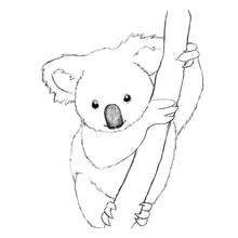 Coloriage Koala (Animaux) #9305 à imprimer et colorier