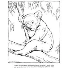 Coloriage Koala (Animaux) #9388 à imprimer et colorier