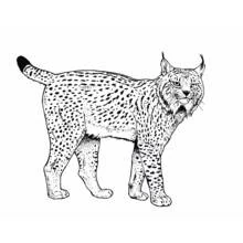Lynx - Coloriages gratuits à imprimer