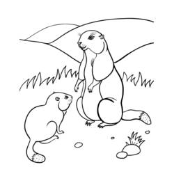 Coloriage Marmotte (Animaux) #10990 à imprimer et colorier