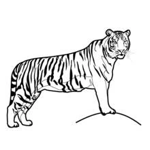 Coloriage Tigre (Animaux) #13587 à imprimer et colorier