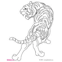 Coloriage Tigre (Animaux) #13600 à imprimer et colorier