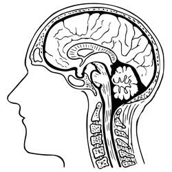 Cerveau Humain - Coloriages gratuits à imprimer