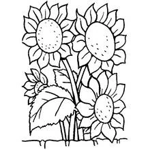 Coloriage Bouquet de fleurs (Nature et saisons) #160964 à imprimer et colorier