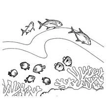 Coloriage Corail (Nature et saisons) #163076 à imprimer et colorier