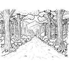 Forêt - Coloriages gratuits à imprimer