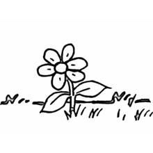 Coloriage Marguerite (Nature et saisons) #161375 à imprimer et colorier