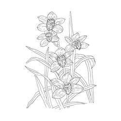 Coloriage Orchidée (Nature et saisons) #176365 à imprimer et colorier