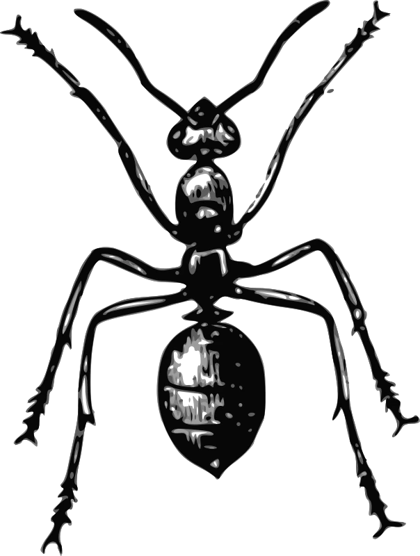 アリの無料ぬりえ #7043（動物コレクション）