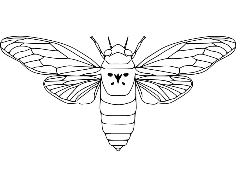 セミの無料ぬりえ #187676（動物コレクション）
