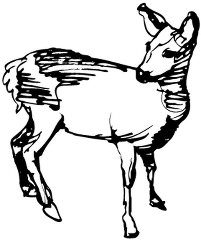 雌鹿の無料ぬりえ #1123（動物コレクション）