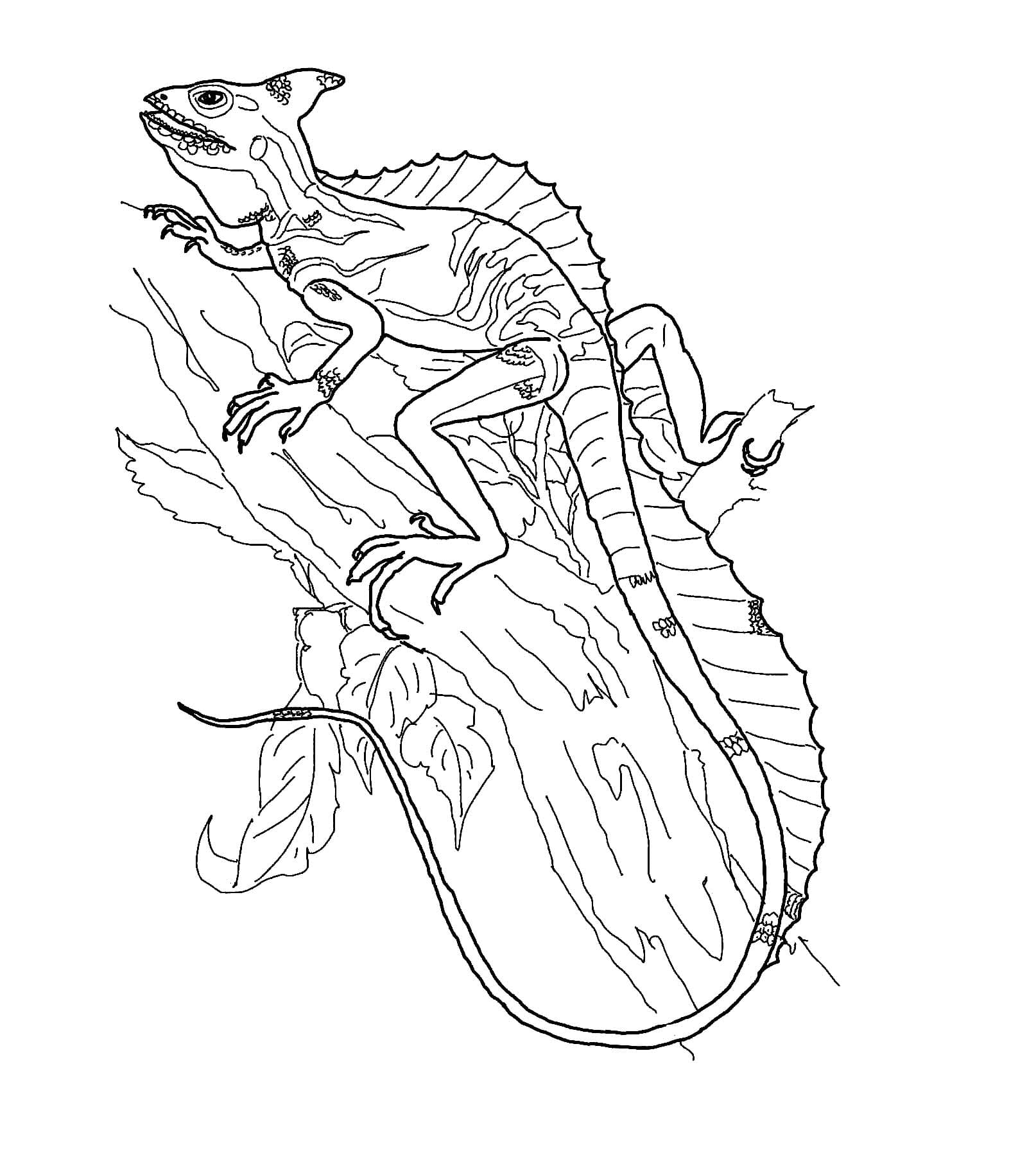 トカゲの無料ぬりえ #217858（動物コレクション）