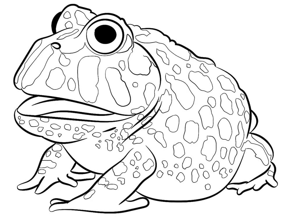 ヒキガエルの無料ぬりえ #218473（動物コレクション）