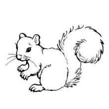 リス (動物)ぬりえ #6182 印刷して色を塗る