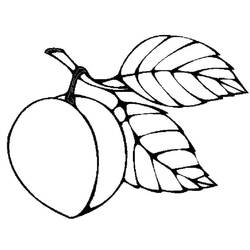 Dessin à colorier: Abricot (Alimentation et Nutrition) #184242 - Coloriages à Imprimer Gratuits