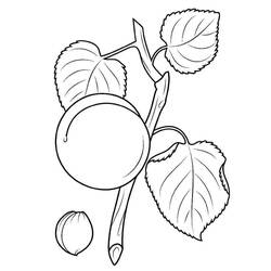 Dessin à colorier: Abricot (Alimentation et Nutrition) #184245 - Coloriages à Imprimer Gratuits
