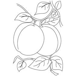 Dessin à colorier: Abricot (Alimentation et Nutrition) #184246 - Coloriages à Imprimer Gratuits