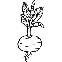 Dessin à colorier: Betterave (Alimentation et Nutrition) #213790 - Coloriages à Imprimer Gratuits