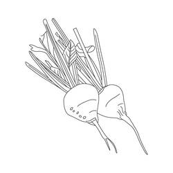 Dessin à colorier: Betterave (Alimentation et Nutrition) #213793 - Coloriages à Imprimer Gratuits