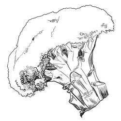 Dessin à colorier: Brocoli (Alimentation et Nutrition) #203712 - Coloriages à Imprimer Gratuits