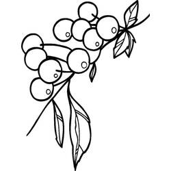 Dessin à colorier: Cerise (Alimentation et Nutrition) #190076 - Coloriages à Imprimer Gratuits