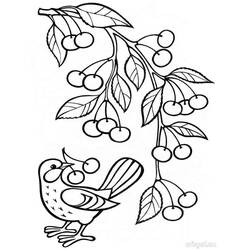 Dessin à colorier: Cerise (Alimentation et Nutrition) #190077 - Coloriages à Imprimer Gratuits
