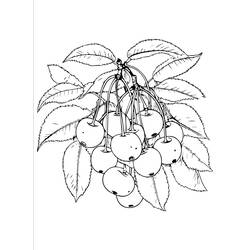 Dessin à colorier: Cerise (Alimentation et Nutrition) #190108 - Coloriages à Imprimer Gratuits