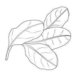 Dessin à colorier: Épinard (Alimentation et Nutrition) #187658 - Coloriages à Imprimer Gratuits