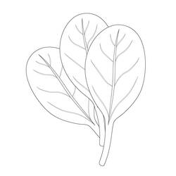 Dessin à colorier: Épinard (Alimentation et Nutrition) #187659 - Coloriages à Imprimer Gratuits