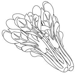 Dessin à colorier: Épinard (Alimentation et Nutrition) #187663 - Coloriages à Imprimer Gratuits