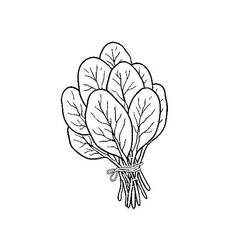 Dessin à colorier: Épinard (Alimentation et Nutrition) #187666 - Coloriages à Imprimer Gratuits