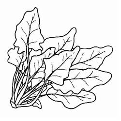 Dessin à colorier: Épinard (Alimentation et Nutrition) #187667 - Coloriages à Imprimer Gratuits
