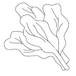 Dessin à colorier: Épinard (Alimentation et Nutrition) #187668 - Coloriages à Imprimer Gratuits