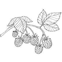 Dessin à colorier: Framboise (Alimentation et Nutrition) #214009 - Coloriages à Imprimer Gratuits