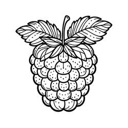 Dessin à colorier: Framboise (Alimentation et Nutrition) #214018 - Coloriages à Imprimer Gratuits