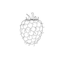 Dessin à colorier: Framboise (Alimentation et Nutrition) #214019 - Coloriages à Imprimer Gratuits