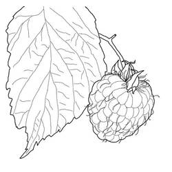 Dessin à colorier: Framboise (Alimentation et Nutrition) #214023 - Coloriages à Imprimer Gratuits