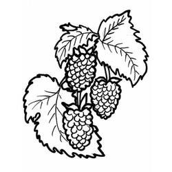 Dessin à colorier: Framboise (Alimentation et Nutrition) #214025 - Coloriages à Imprimer Gratuits