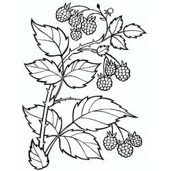 Dessin à colorier: Framboise (Alimentation et Nutrition) #214026 - Coloriages à Imprimer Gratuits