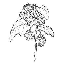 Dessin à colorier: Framboise (Alimentation et Nutrition) #214027 - Coloriages à Imprimer Gratuits