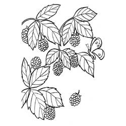 Dessin à colorier: Framboise (Alimentation et Nutrition) #214028 - Coloriages à Imprimer Gratuits