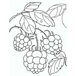 Dessin à colorier: Framboise (Alimentation et Nutrition) #214029 - Coloriages à Imprimer Gratuits