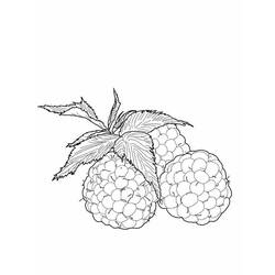 Dessin à colorier: Framboise (Alimentation et Nutrition) #214030 - Coloriages à Imprimer Gratuits