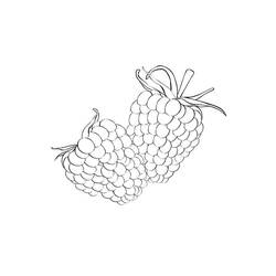 Dessin à colorier: Framboise (Alimentation et Nutrition) #214031 - Coloriages à Imprimer Gratuits