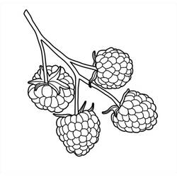 Dessin à colorier: Framboise (Alimentation et Nutrition) #214033 - Coloriages à Imprimer Gratuits