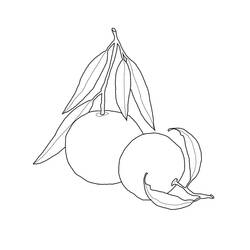 Dessin à colorier: Orange (Alimentation et Nutrition) #208648 - Coloriages à Imprimer Gratuits