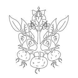 Dessin à colorier: Pomme de terre (Alimentation et Nutrition) #207423 - Coloriages à Imprimer Gratuits