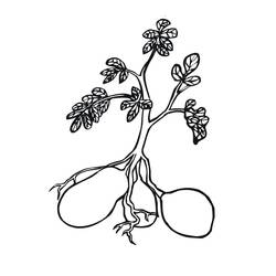 Dessin à colorier: Pomme de terre (Alimentation et Nutrition) #207424 - Coloriages à Imprimer Gratuits