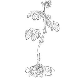 Dessin à colorier: Pomme de terre (Alimentation et Nutrition) #207437 - Coloriages à Imprimer Gratuits