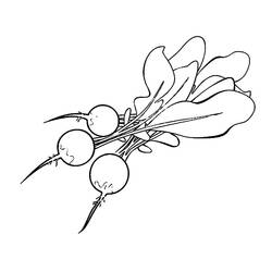 Dessin à colorier: Radis (Alimentation et Nutrition) #220978 - Coloriages à Imprimer Gratuits